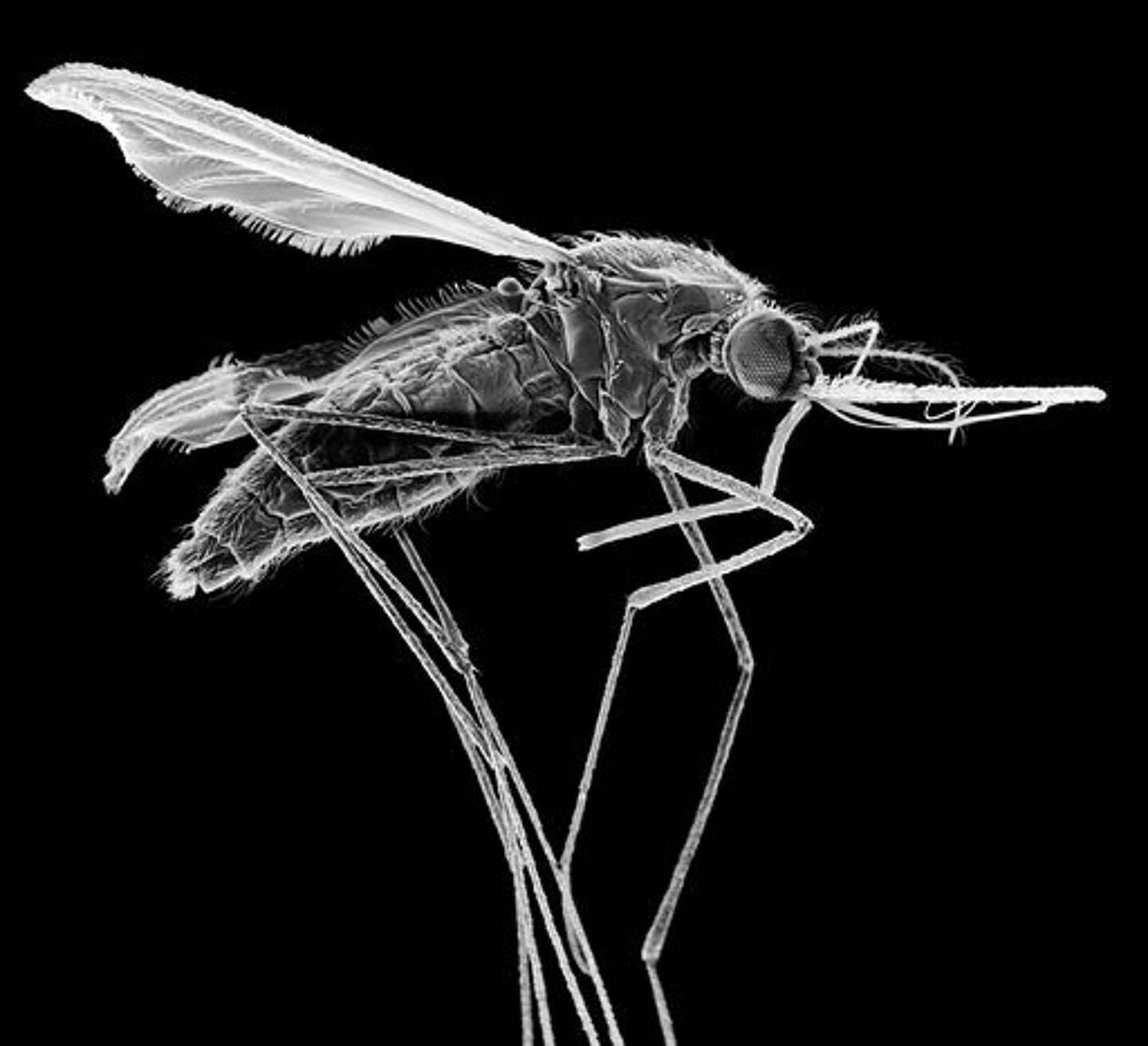 Moustique urbain venu d'Asie, résistant aux insecticides, l'Anopheles stephensi est à l'origine d'une recrudescence des cas de paludisme en Afrique de l'Est.