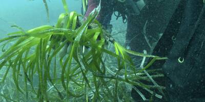 Ils replantent la posidonie arrachée par les ancres des plaisanciers le long de la Côte d'Azur