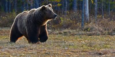 Un ours brun capturé, torturé et battu à mort par des villageois en Iran