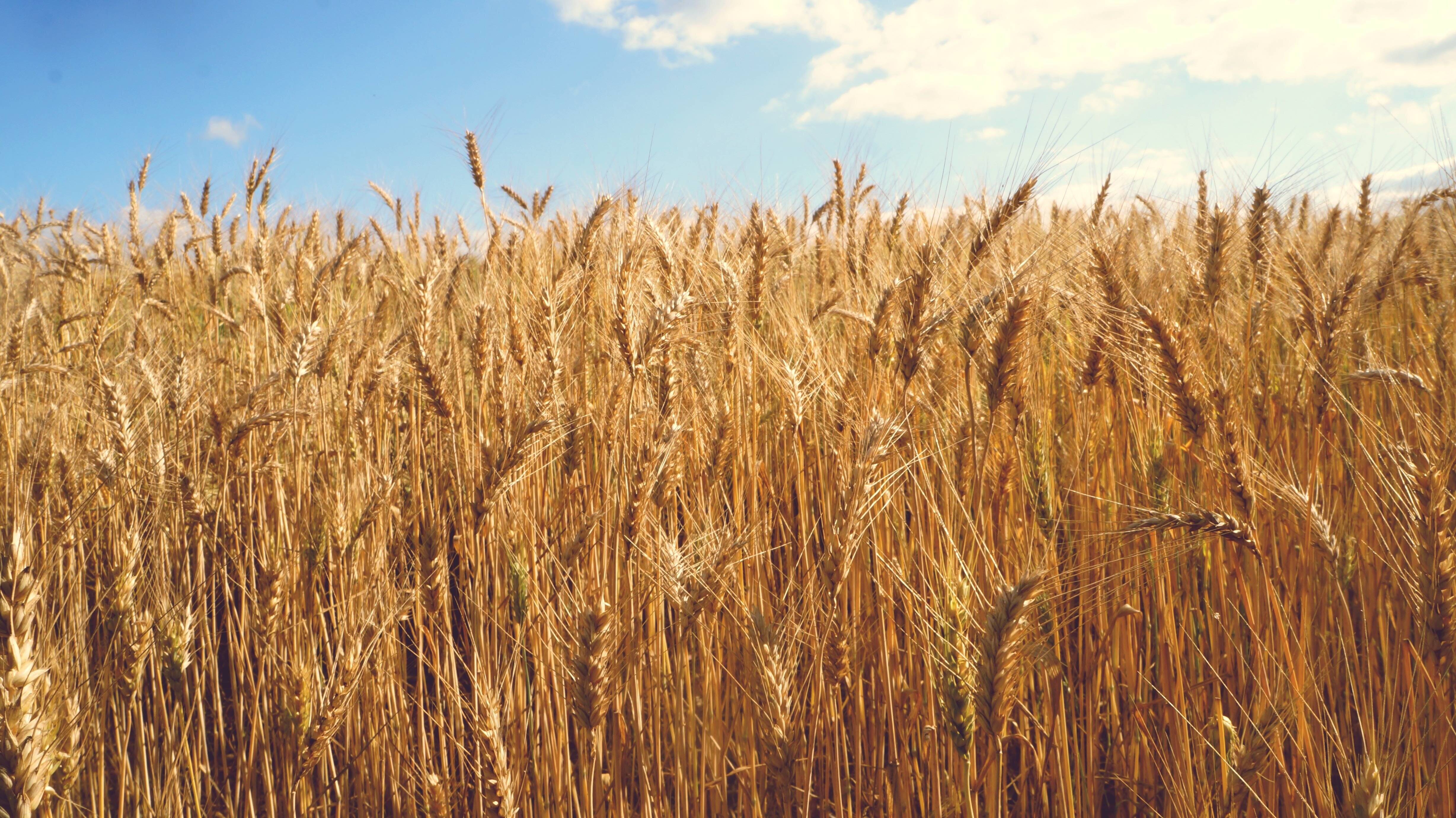 La récolte française de blé au plus bas depuis 41 ans, des organisations agricoles appellent à des mesures d'urgence.