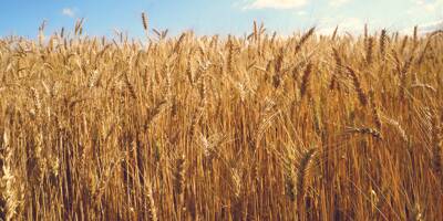 France et Roumanie veulent faciliter les exportations de céréales ukrainiennes