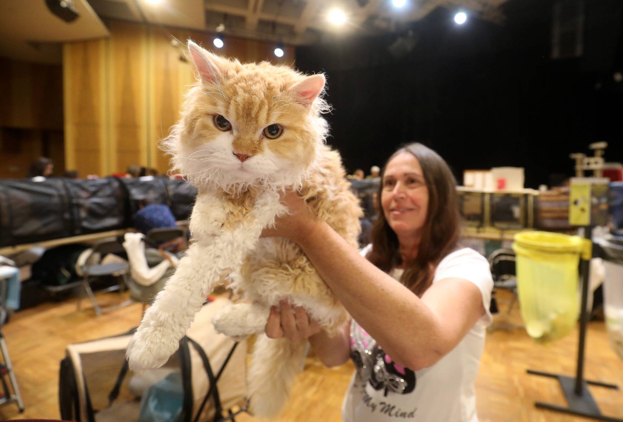 L'exposition féline de Monaco accueillera 165 chats les 11 et 12 janvier