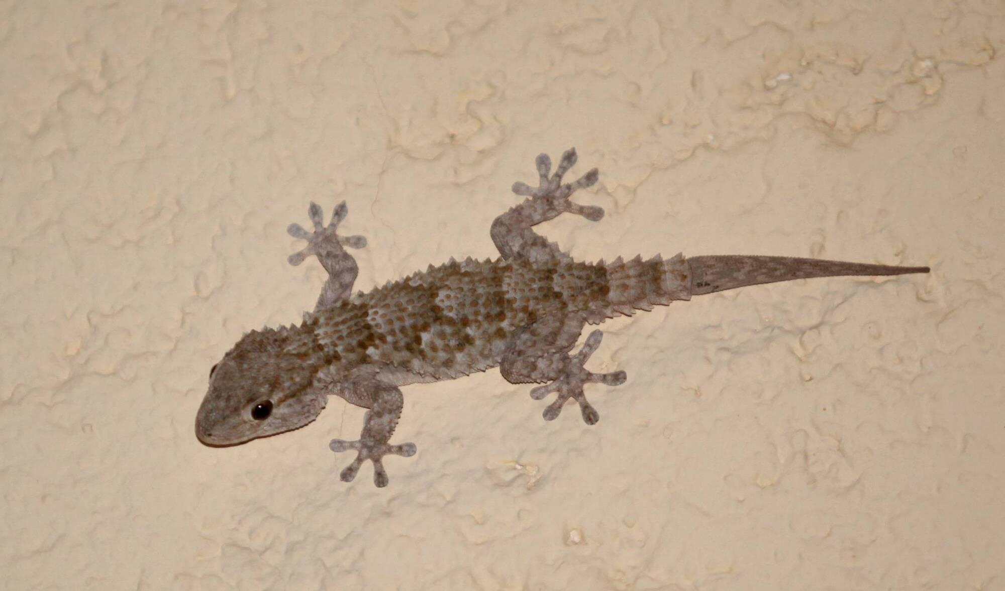 Les scientifiques ont enfin percé le mystère du lézard gecko et sa capacité à "coller au mur"