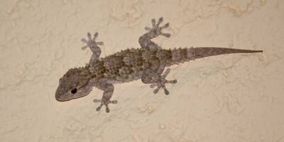 Les scientifiques ont enfin percé le mystère du lézard gecko et sa capacité à 