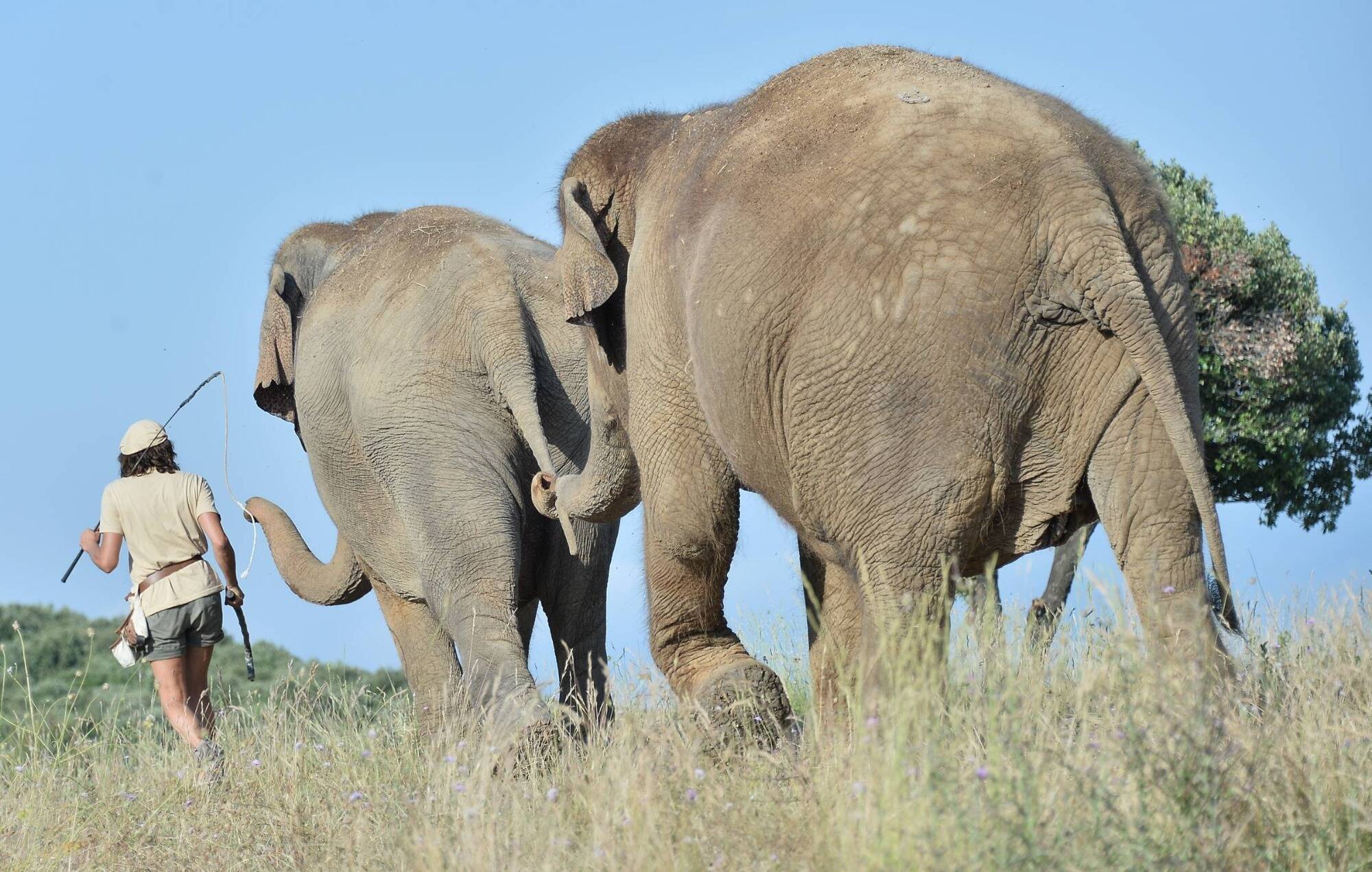 Hippopotames, éléphants, buffles, zèbres... La Namibie a commencé à abattre des centaines d'animaux sauvages face à la sécheresse