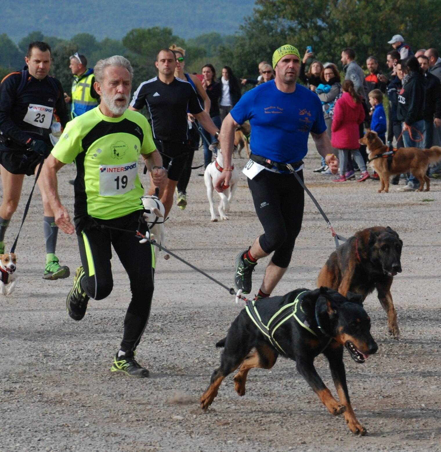 Tout ce qu'il faut savoir sur le premier cani-cross de ce samedi à La Trinité