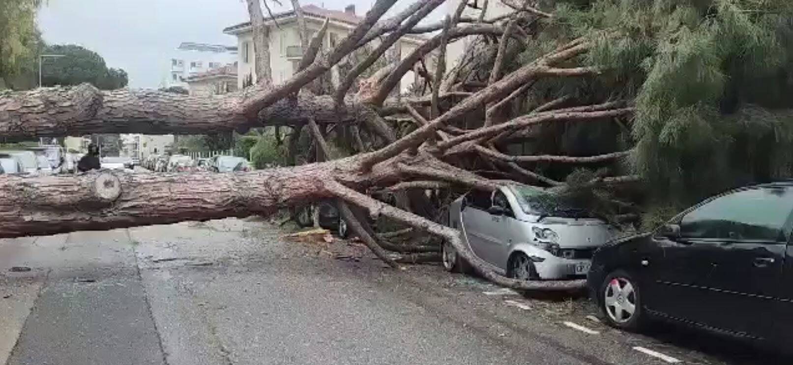 Il circule dans Nice, un grand pin s'effondre sous ses yeux et détruit des voitures