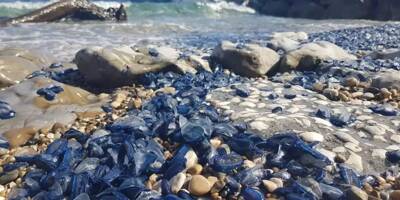 Qui sont les vélelles, ces étranges méduses bleues que l'on observe sur le littoral azuréen? Sont-elles dangereuses?