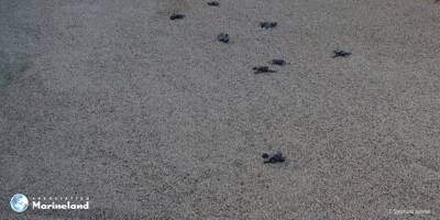 Les naissances se multiplient: près de 30 bébés tortues ont encore rejoint la mer depuis la plage de Villeneuve-Loubet