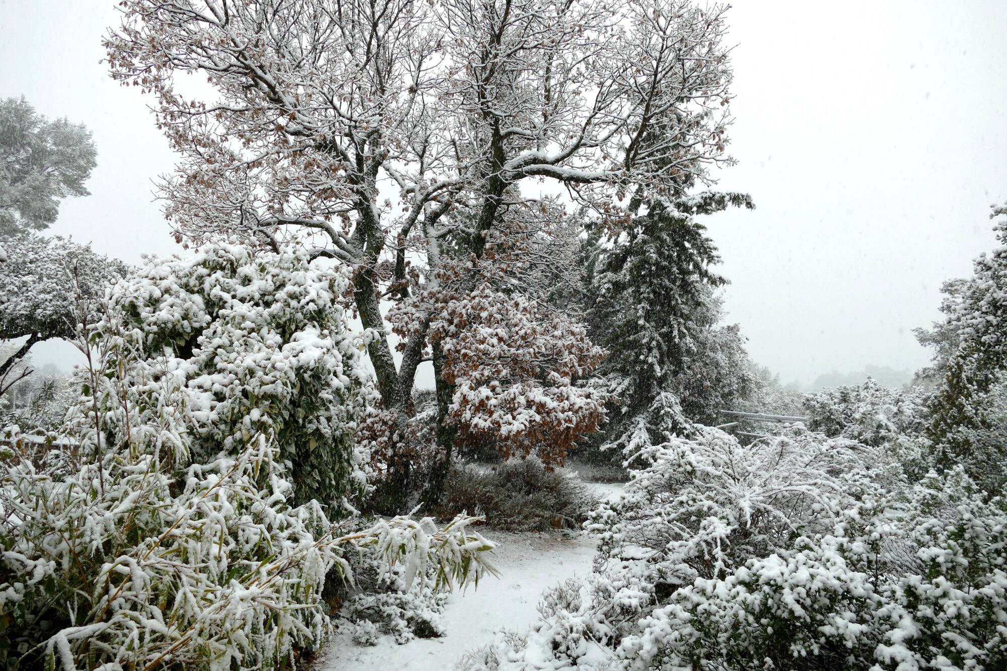 Des chutes de neiges attendues ce week-end dans les Alpes-Maritimes, le département échappe à la vigilance météo