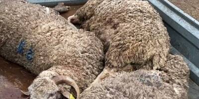 Six bêtes d'une éleveuse de Villecroze attaquées à Aups