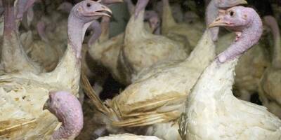Le risque lié à la grippe aviaire relevé à 