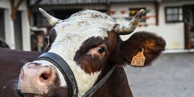 On vous présente Neige, la vache égérie du Salon de l'agriculture qui ouvre samedi à Paris