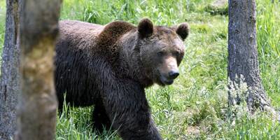 Dans les Pyrénées, 70 ours bruns sous surveillance discrète, indispensable à leur survie