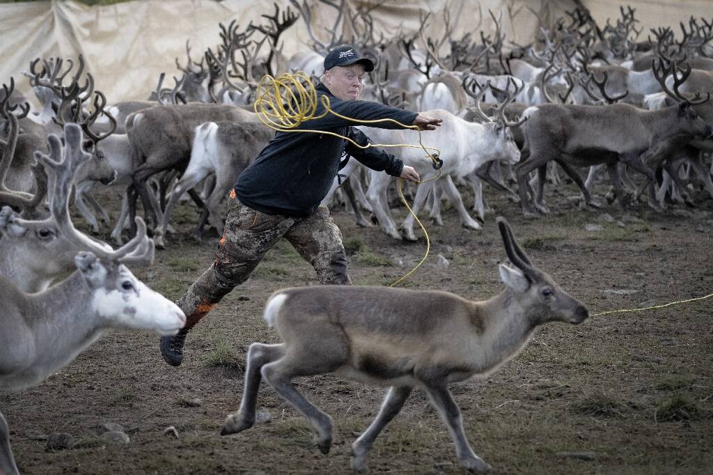 A travers fjords, glaciers et montagnes, les rennes achèvent leur transhumance d'été en Norvège