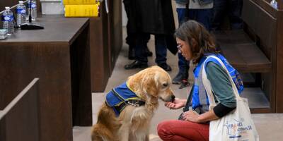 Procès Millas: pour la première fois en France, deux chiens en soutien aux victimes et à la prévenue