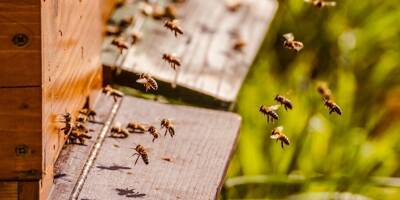 Venez découvrir la vie et le rôle des abeilles pendant une semaine à La Garde