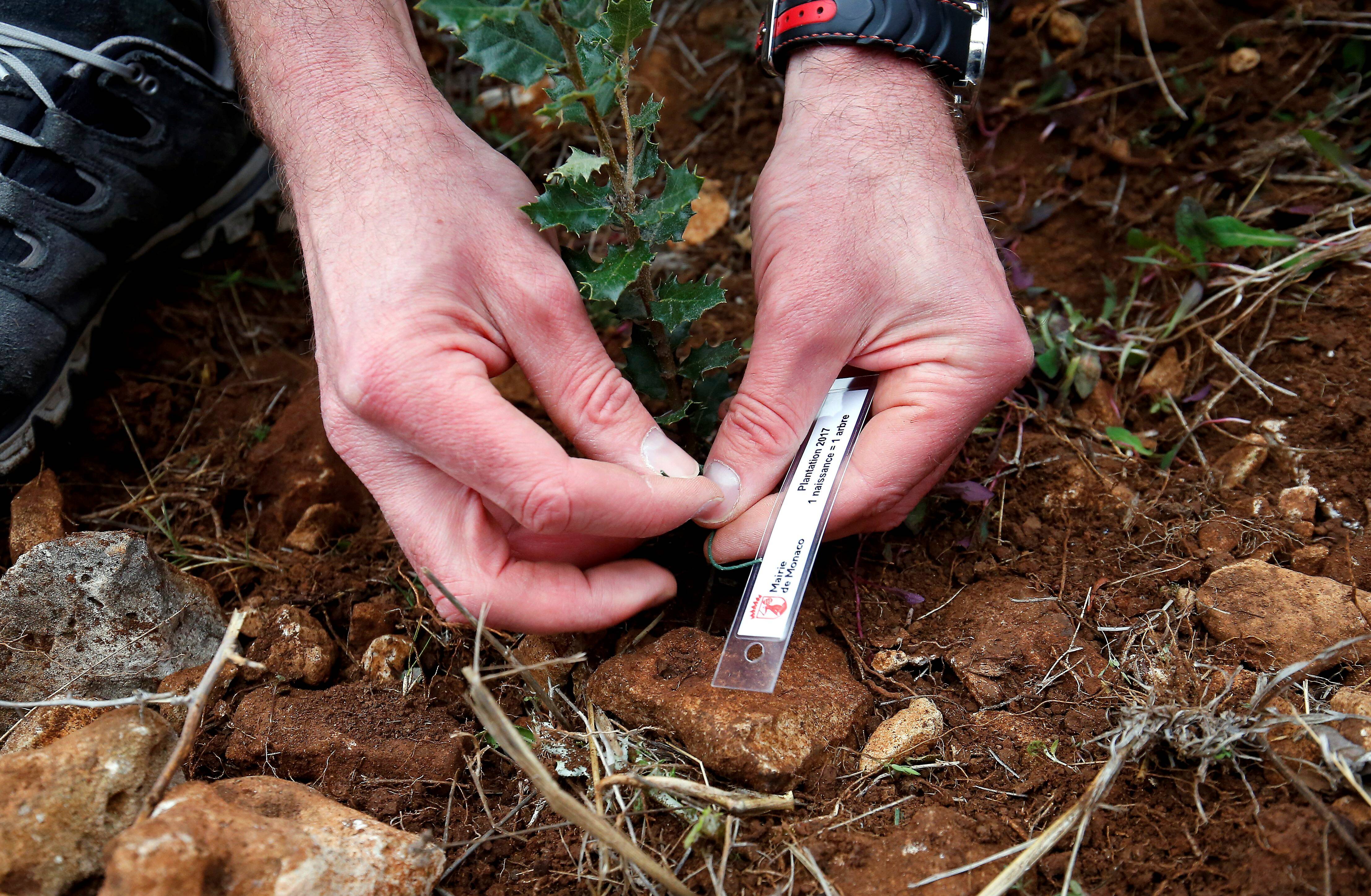 À Grasse, un arbre sera planté pour chaque naissance de 2022: on vous explique tout ça
