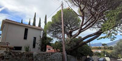 L'abattage d'un arbre centenaire crée la discorde dans un paisible quartier de Toulon