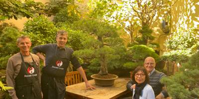 La puissance de la nature en miniature: cette expo consacrée aux bonsaïs à Nice vaut le détour