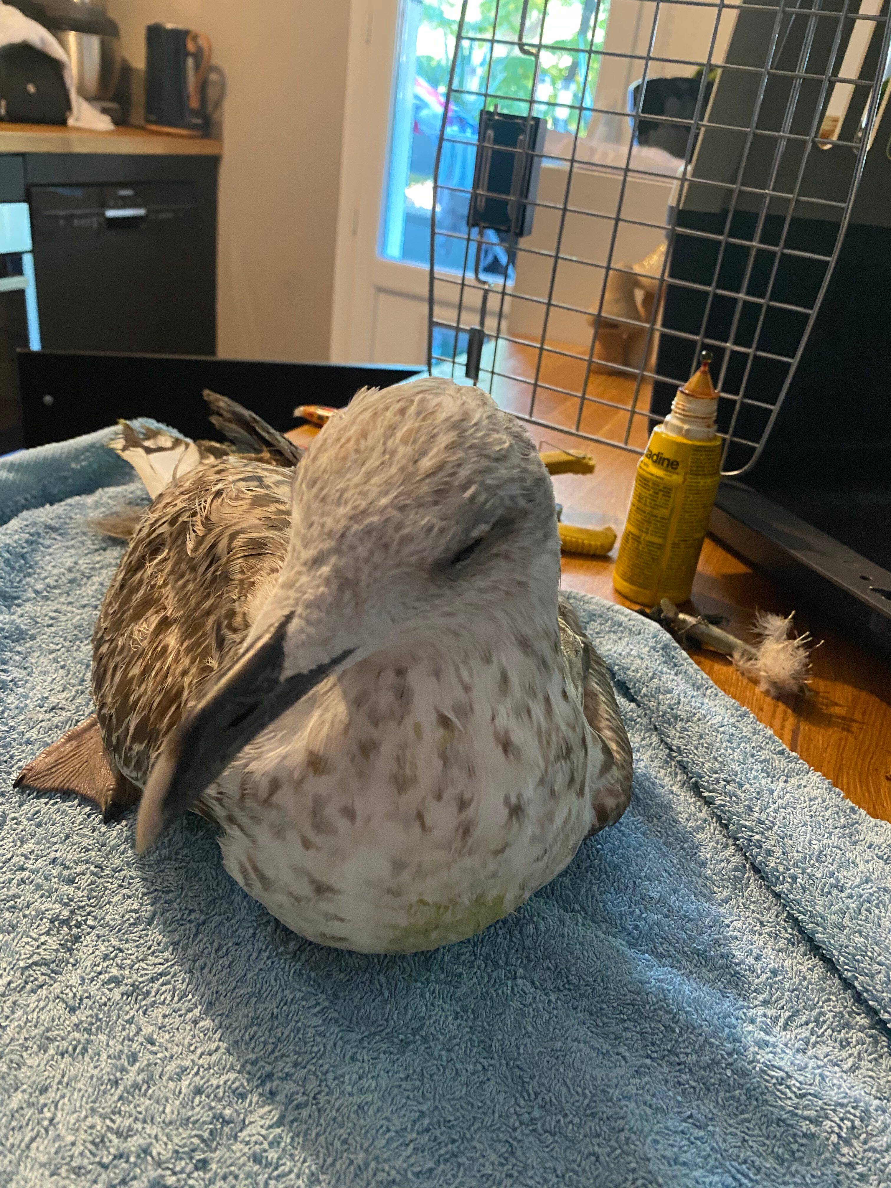 "Il était trop faible dès le départ": le bébé goéland sauvé à Nice n'a pas survécu à ses blessures