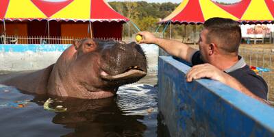 Au cirque Muller dans le Var, l'hippopotame Jumbo est-il en souffrance?