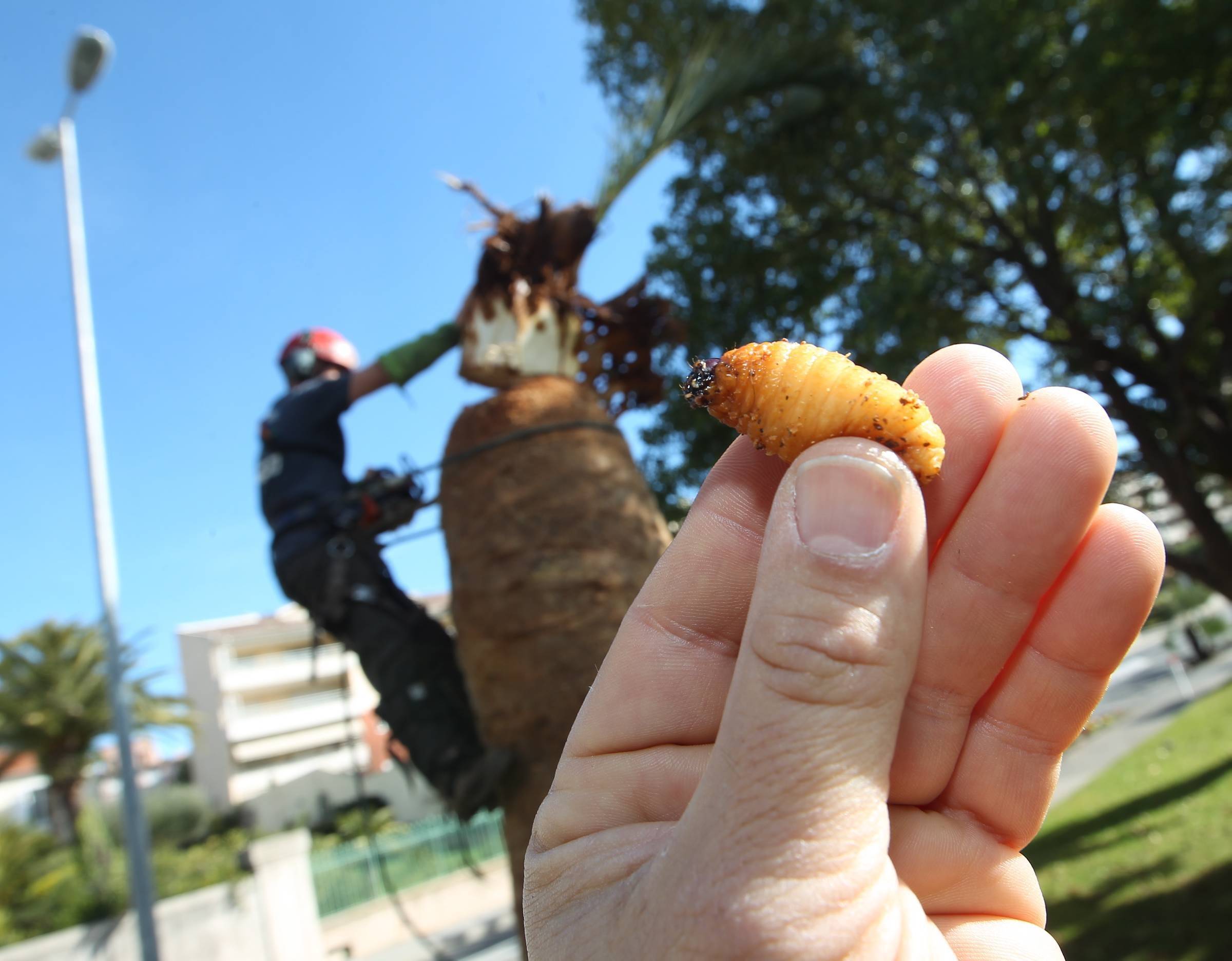 Où en est la lutte contre le charançon rouge pour sauver les palmiers de la Côte d'Azur?