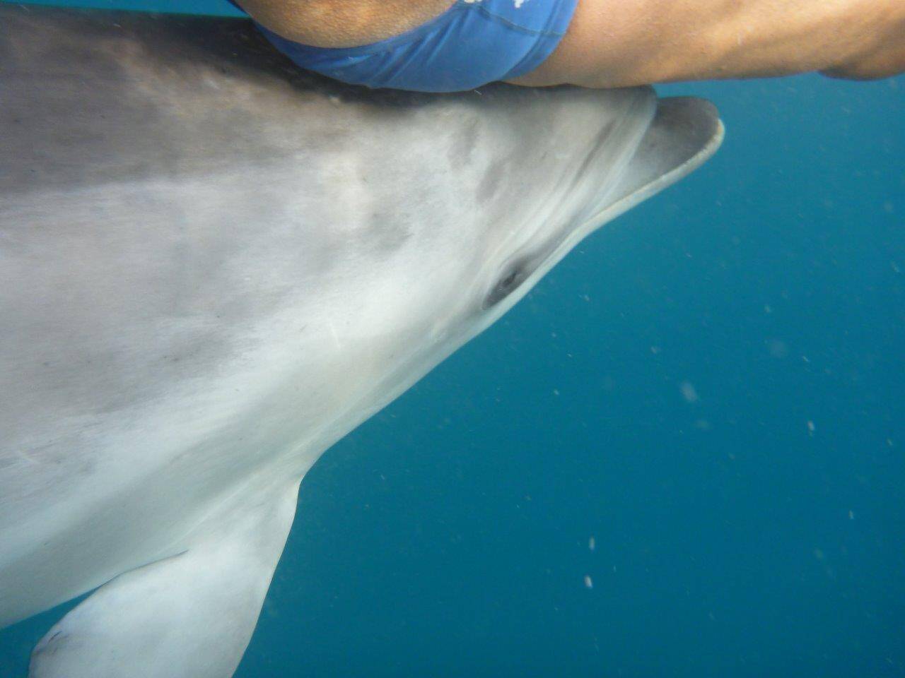 Un dauphin aperçu au large de Nice ce samedi: un expert rappelle pourquoi il ne faut pas les toucher
