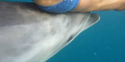 Un dauphin aperçu au large de Nice ce samedi: un expert rappelle pourquoi il ne faut pas les toucher