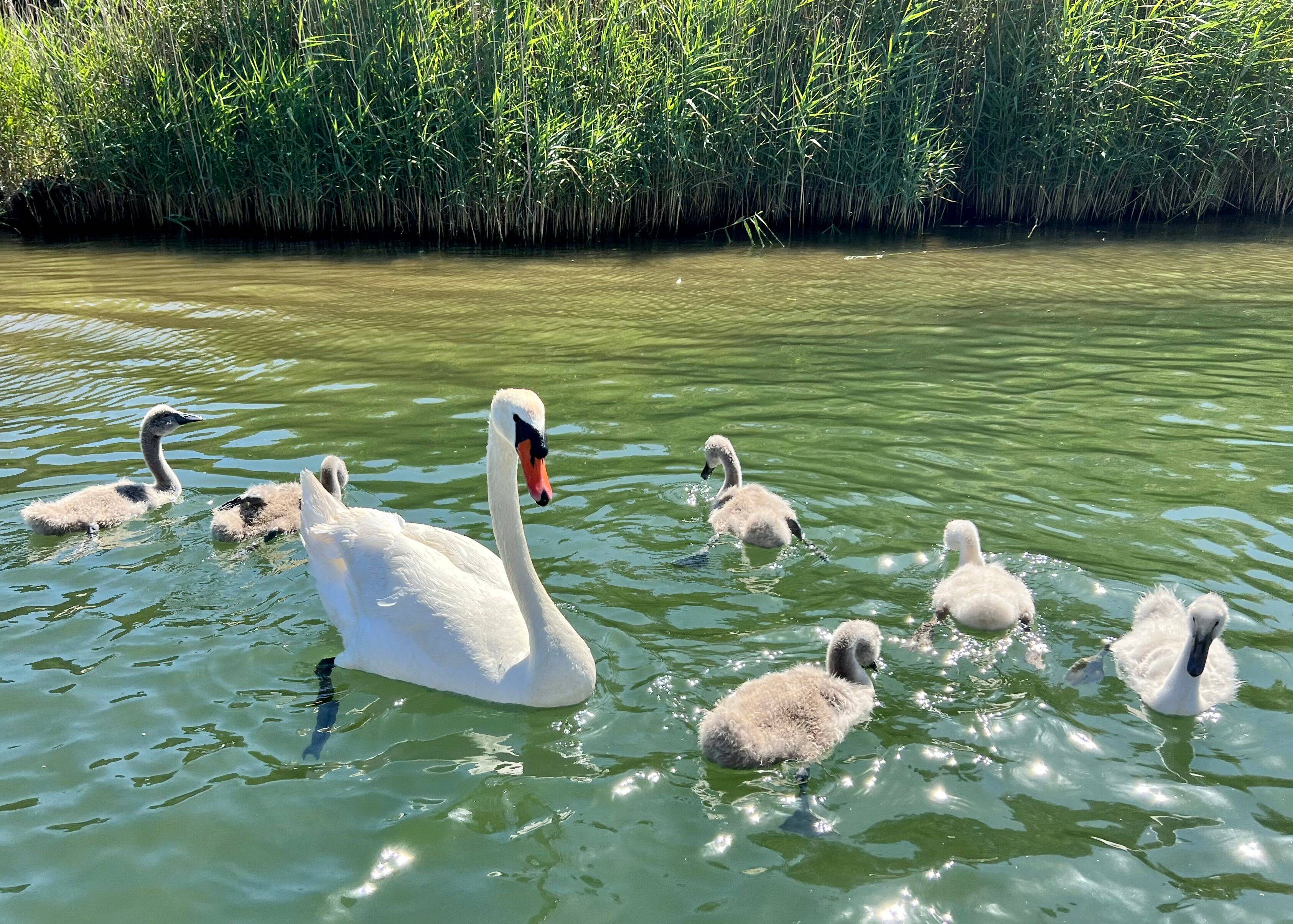 "Il faut baliser les caténaires au-dessus des cours d'eau": un collectif demande à la SNCF d'agir pour protéger les cygnes