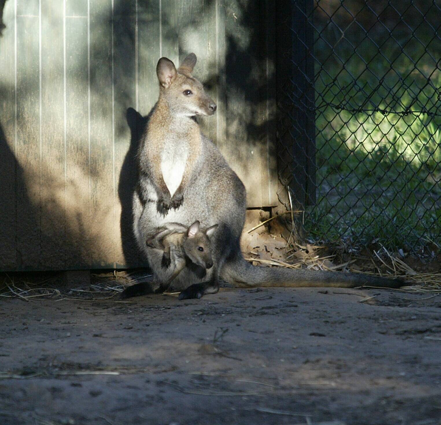 Y-a-t-il vraiment un wallaby en balade à Menton et sa région? On a enquêté
