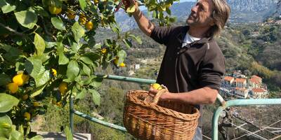 La récolte du citron de Menton bat son plein