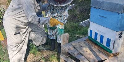 À Gorbio, devenez parrain d'une ruche pendant un an
