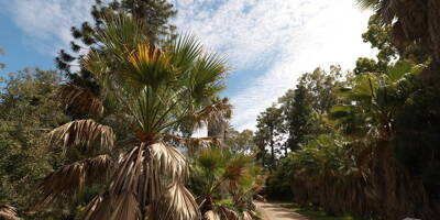 Le jardin botanique de la Villa Thuret fait son festival ce mercredi... et c'est gratuit