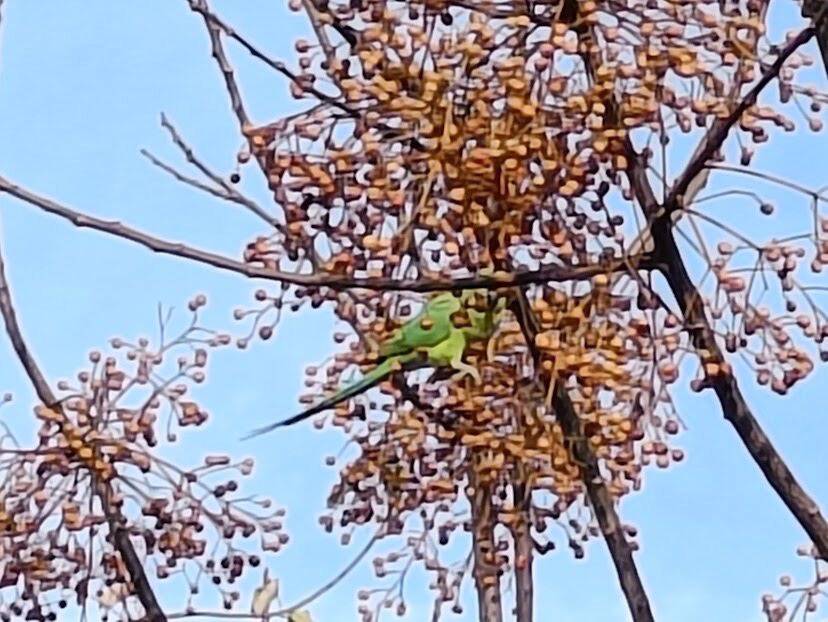 Pourquoi les perruches vertes sur la promenade du Paillon à Nice sont une menace pour le "biotope général"?
