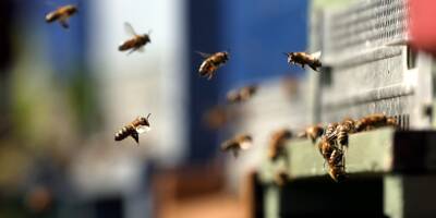 Journée mondiale pour la biodiversité: comment cette association mentonnaise vole au secours des abeilles