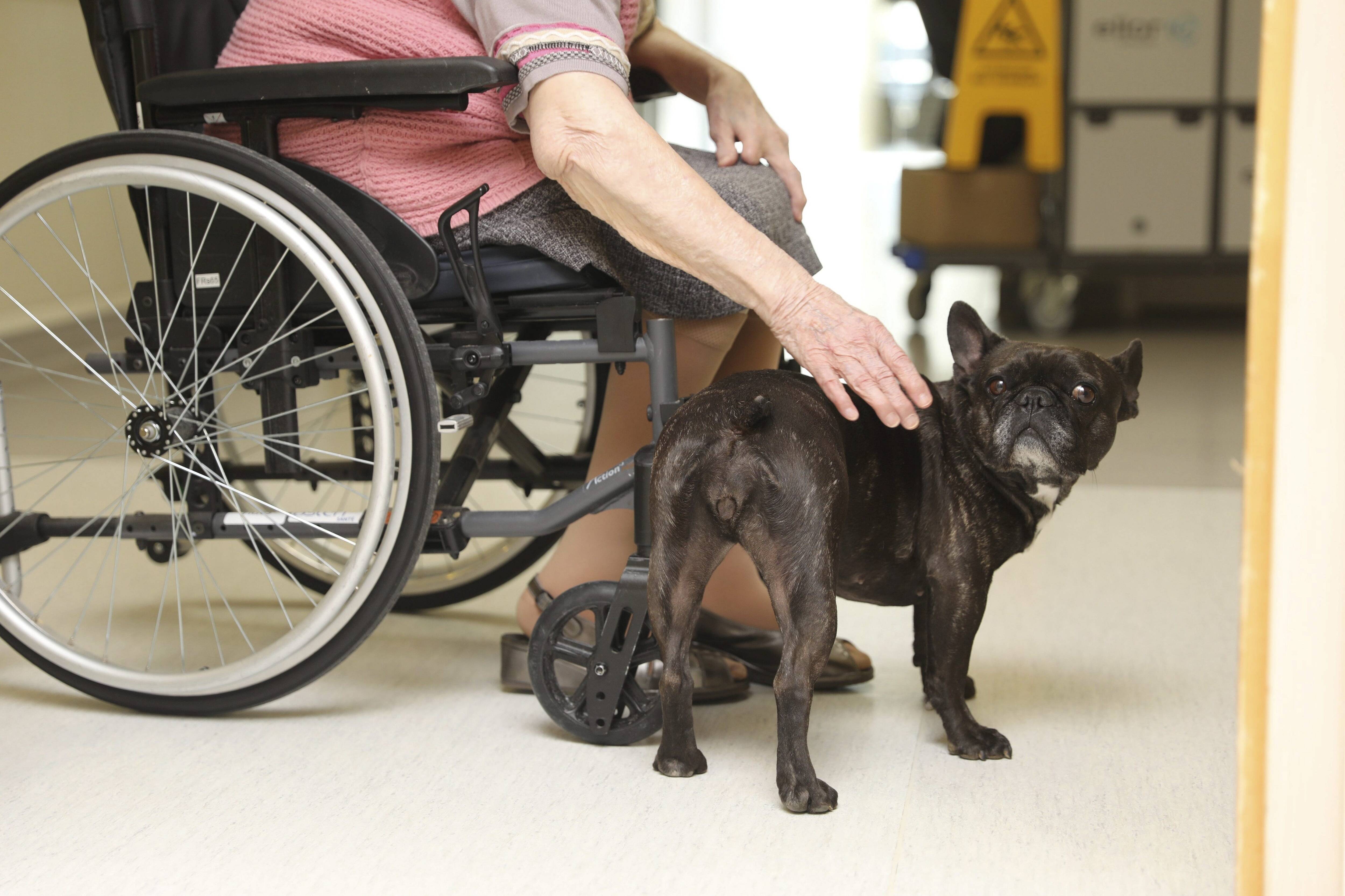 Les animaux de compagnie vont-ils bientôt pouvoir suivre leurs maîtres dans les maisons de retraite à Monaco?
