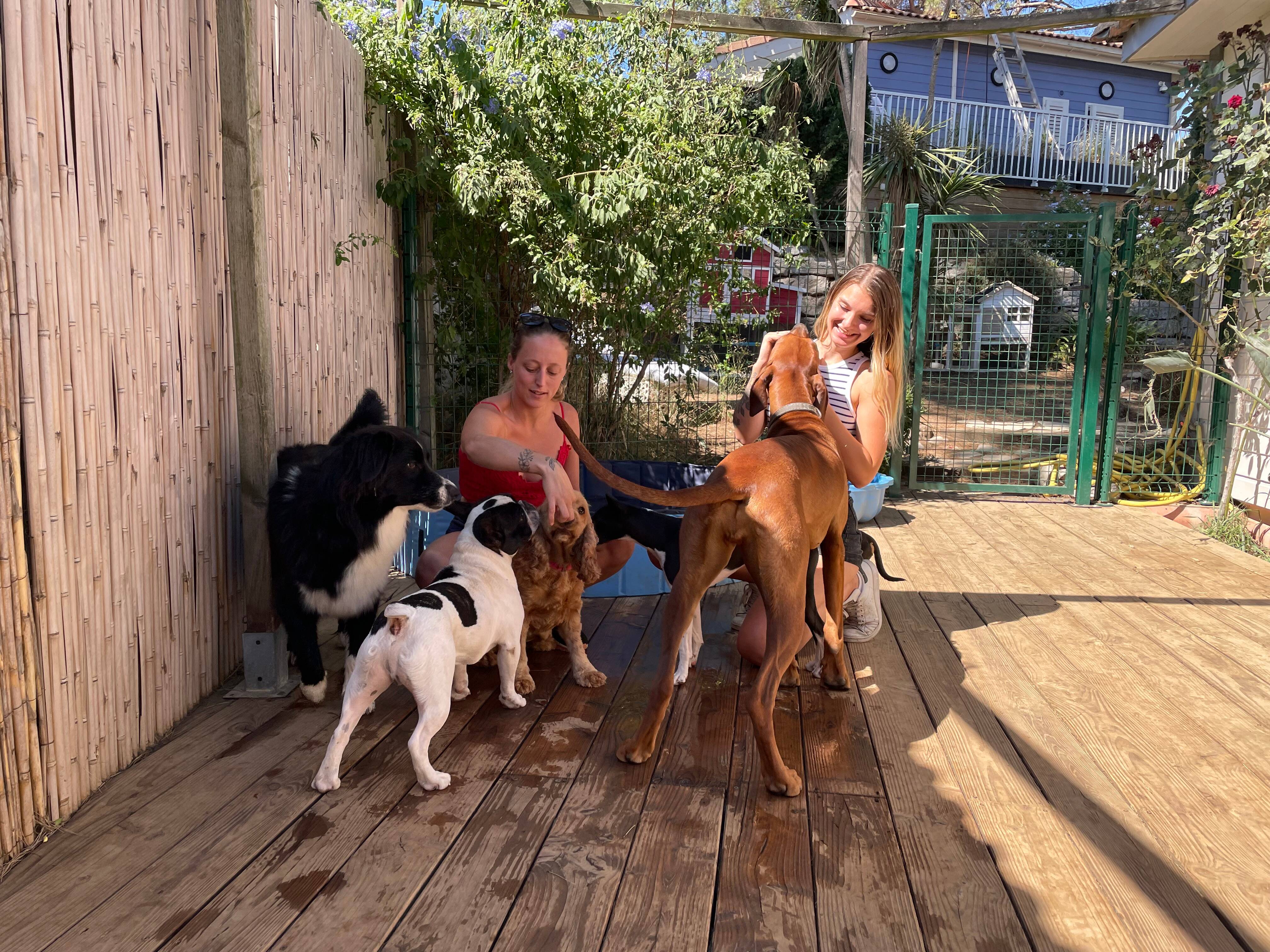 "C'est comme à la maison": dans le Golfe de Saint-Tropez, cette pension cinq étoiles prend soin de vos animaux pendant vos vacances