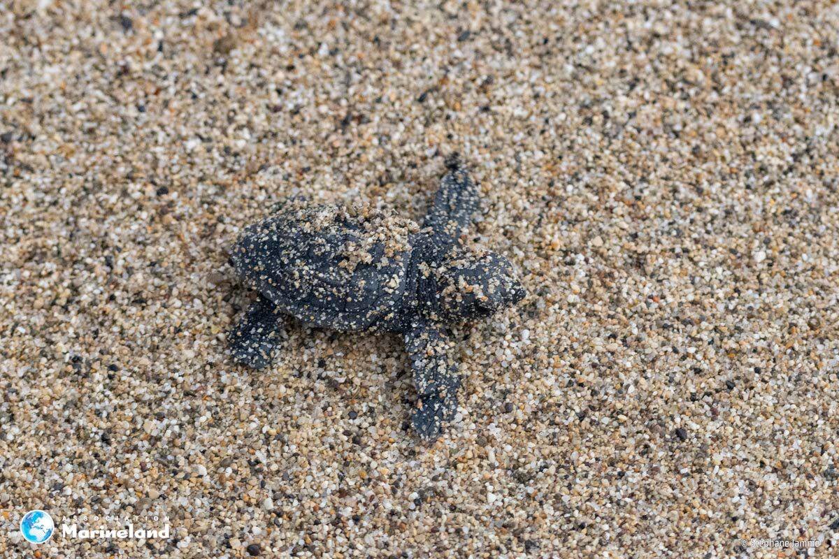 Leur maman avait pondu une centaine d'oeufs sur la plage de Villeneuve-Loubet, 72 bébés tortues sont nés et ont rejoint la mer