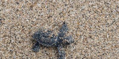 Leur maman avait pondu une centaine d'oeufs sur la plage de Villeneuve-Loubet, 72 bébés tortues sont nés et ont rejoint la mer