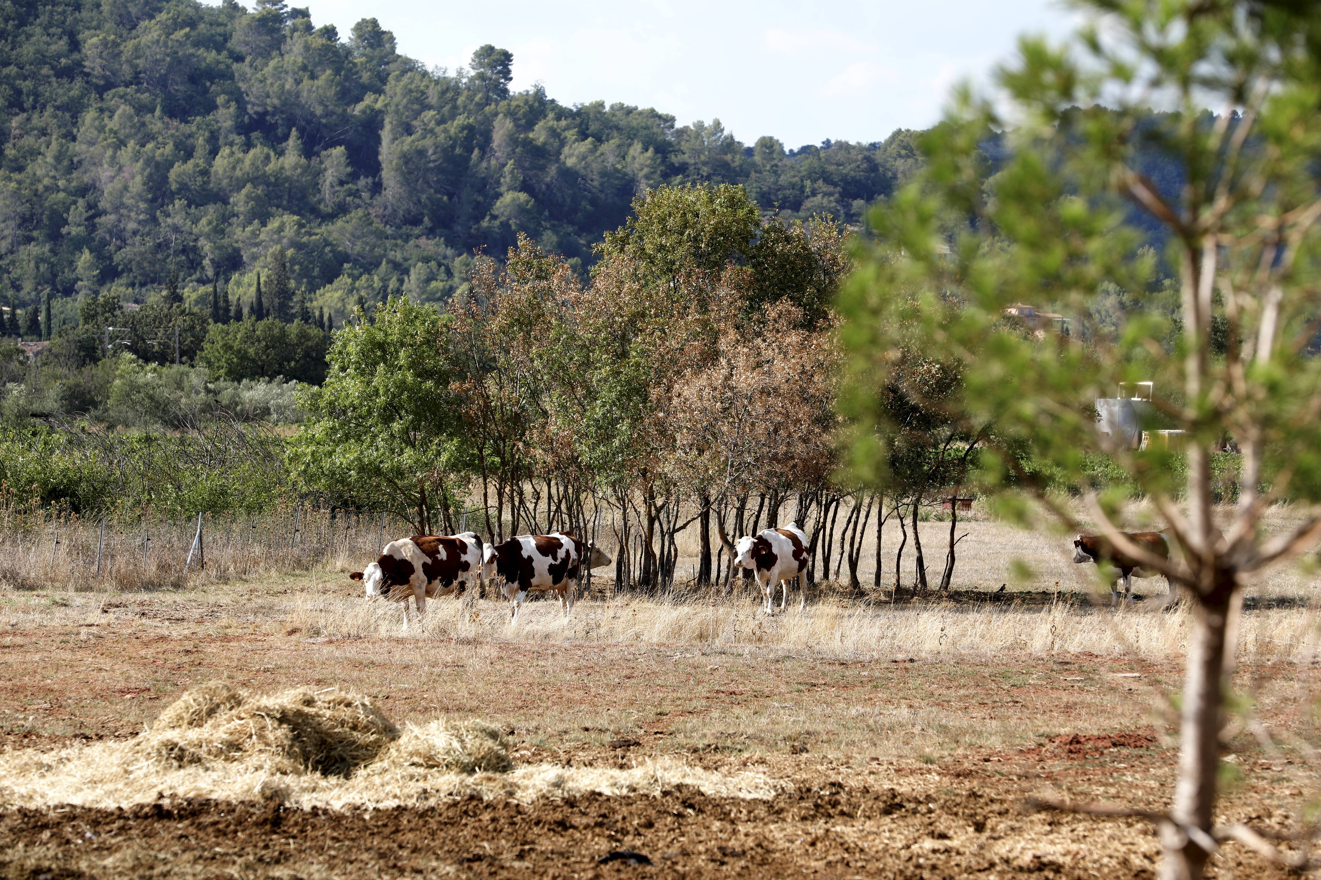 "Ce n'est plus tenable pour eux": le cri d'alarme des agriculteurs du haut pays grassois qui dénoncent le coût de l'eau