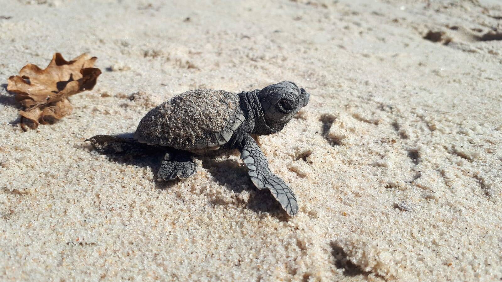 Les bébés tortues tant attendus sur une plage de Hyères ont rejoint la mer