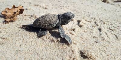 Les bébés tortues tant attendus sur une plage de Hyères ont rejoint la mer
