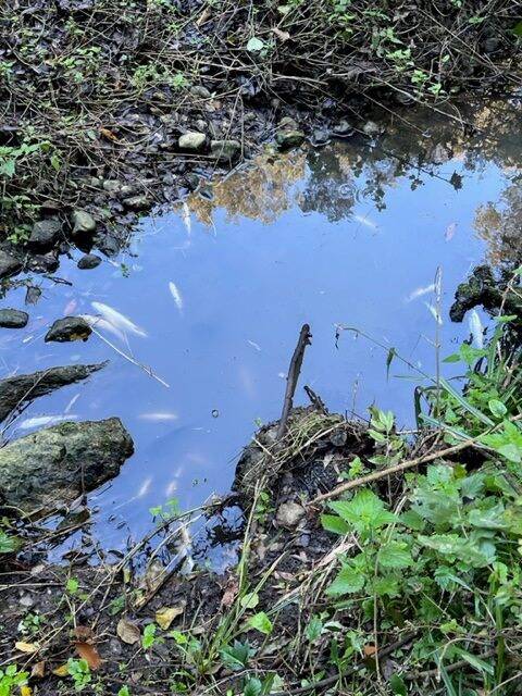 Mousse blanche, boue pestilentielle, poissons morts: on vous explique par quoi le fleuve La Brague est encore une fois pollué