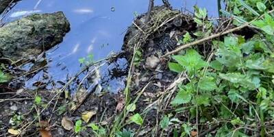 Mousse blanche, boue pestilentielle, poissons morts: on vous explique par quoi le fleuve La Brague est encore une fois pollué