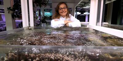 Le Centre Scientifique de Monaco explique comment la pollution lumineuse affecte les coraux