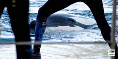 Inspection ordonnée sur les orques à Marineland: One Voice lance un appel aux soigneurs du parc