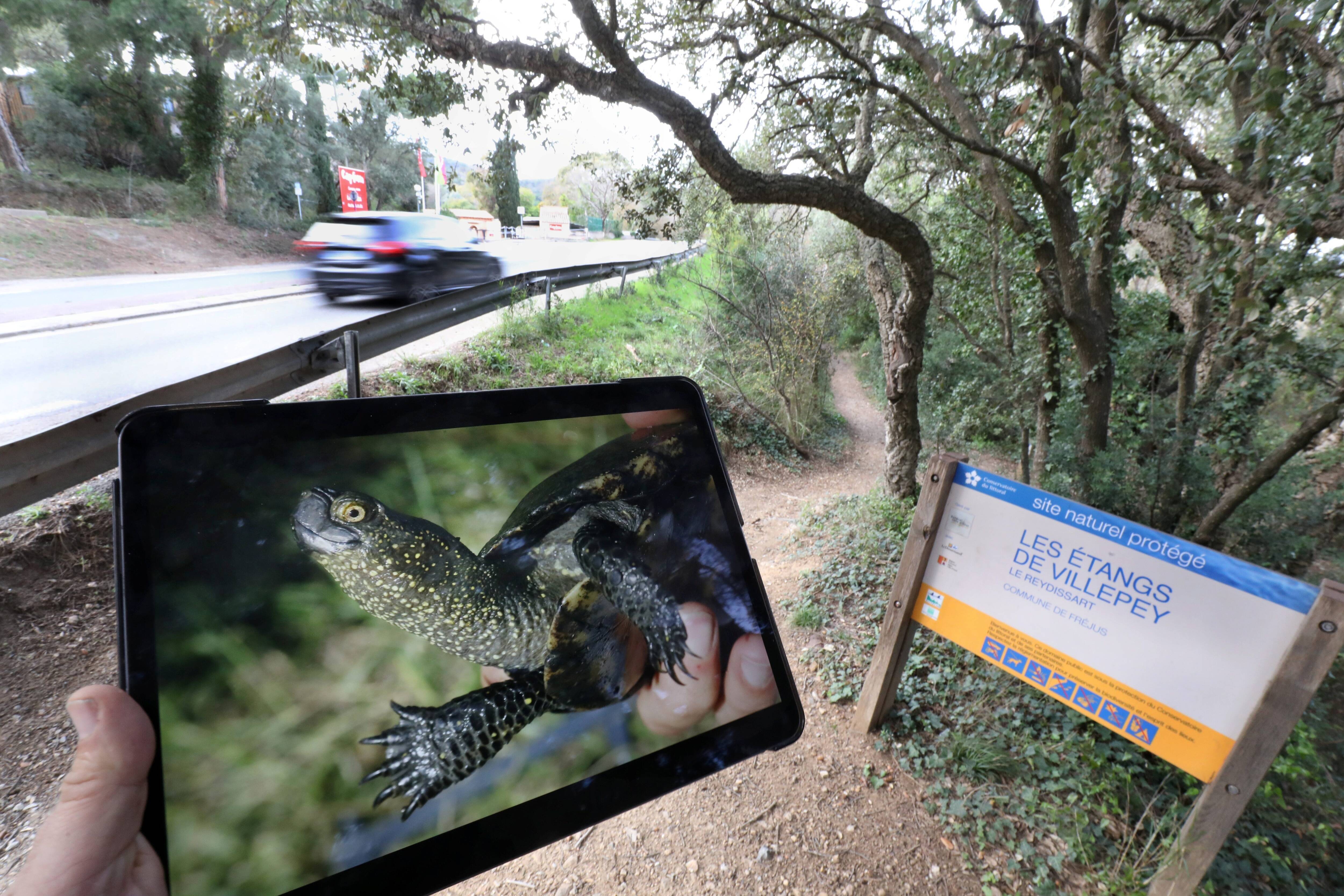 Des mares et écotunnels vont être créés dans le Var pour protéger une espèce de tortue unique en France