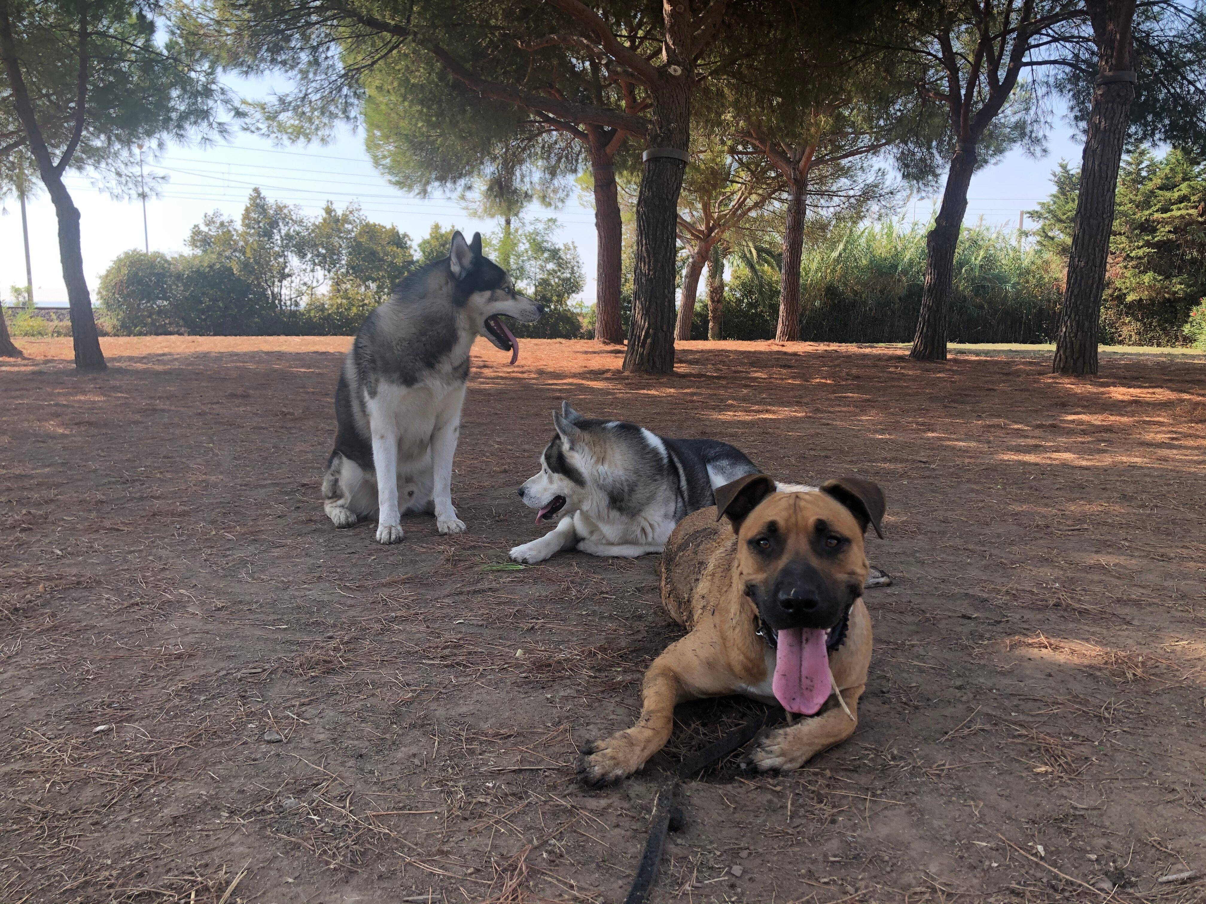Les chiens ne sont pas les bienvenus dans ce jardin public d'Antibes, le seul caniparc a fermé