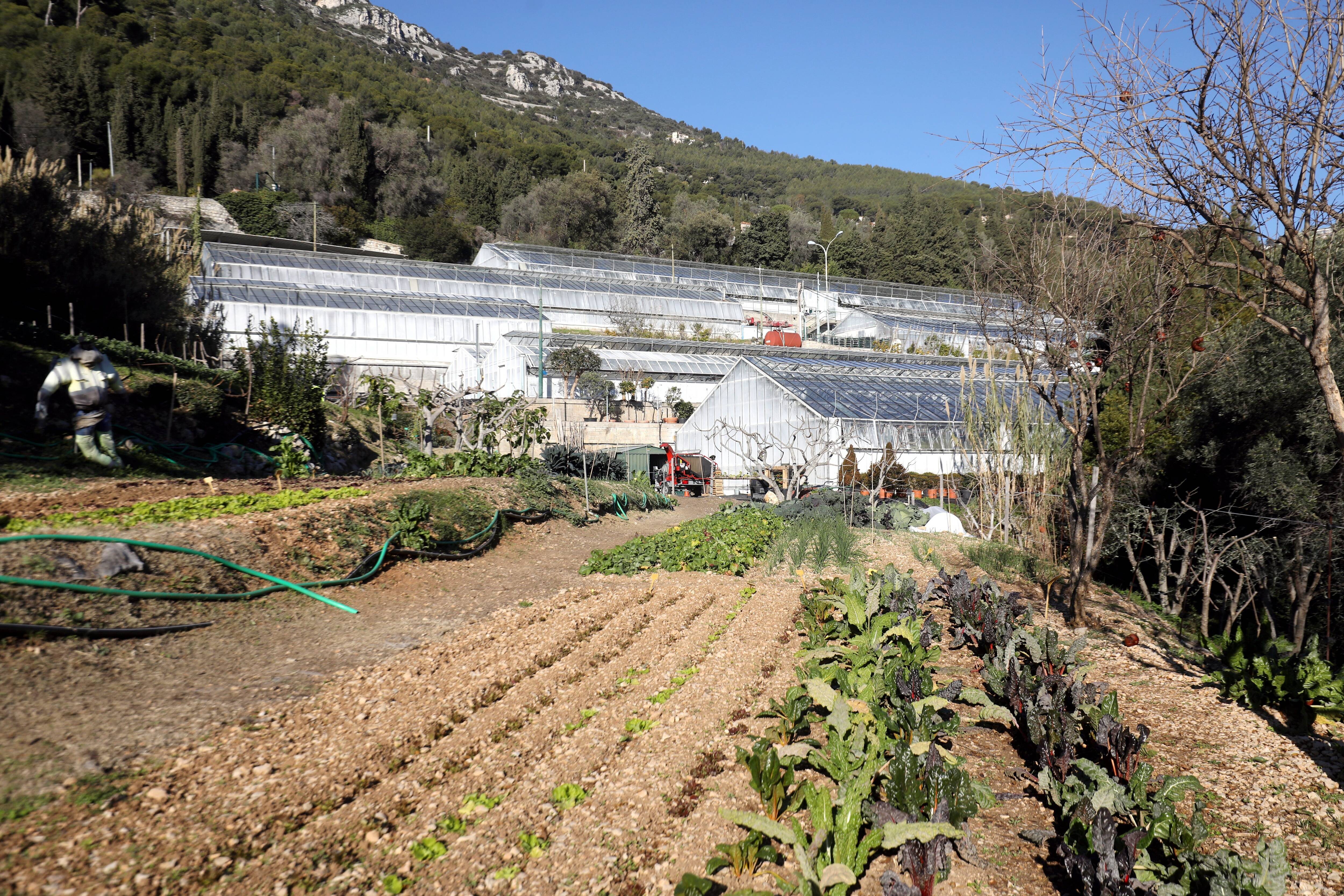 "Il n'y a pas plus frais et local": le potager de la pépinière de Monaco régale les papilles du lycée hôtelier Rainier-III